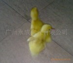 清遠麻土雞 廣州靈山土雞 文昌土雞雞苗 廣州常年土雞苗批發(fā)