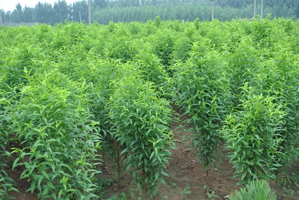 桃樹苗占地桃樹品種苗 基地供應(yīng)大桃樹映霜紅桃樹苗 核桃苗