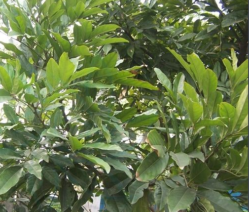 廣東海南紅豆、優(yōu)質(zhì)海南紅豆、海南紅豆直銷