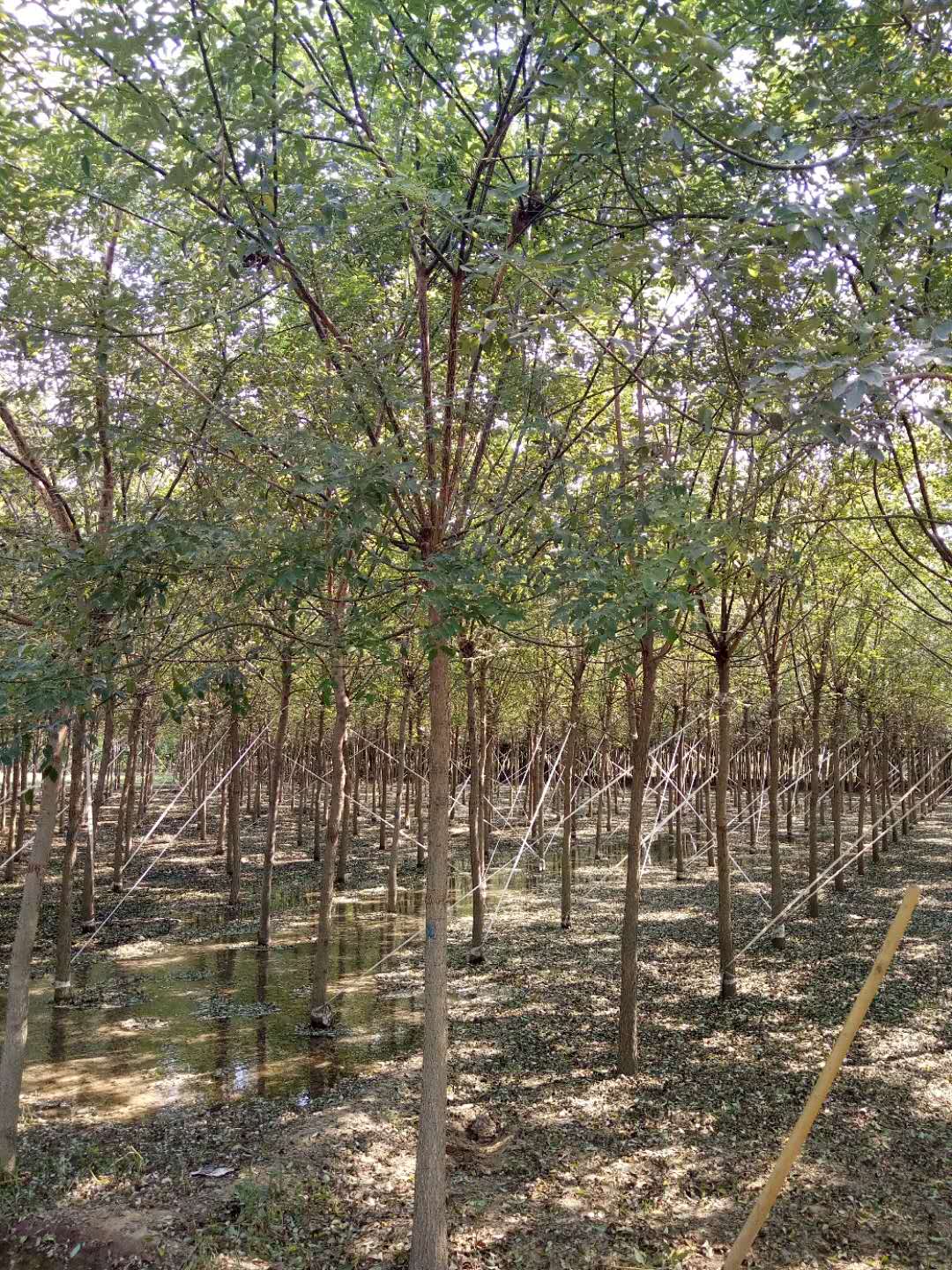 山東速生國槐基地直銷，山東哪里有國槐小苗賣，山東速生國槐種植基地