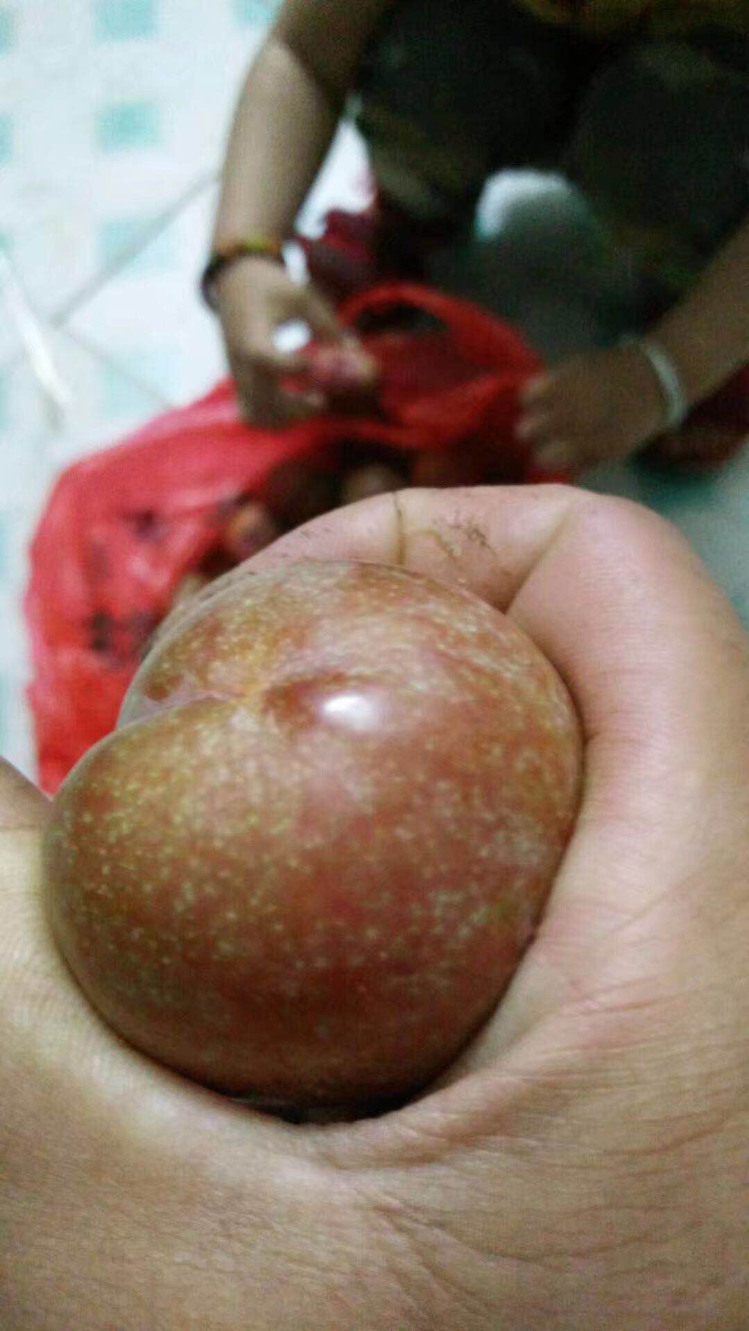 廣西三華李苗 三華李苗基地 三華李果苗報(bào)價(jià) 桂林哪里有三華李苗 三華李苗哪家好 哪里有三華李種植