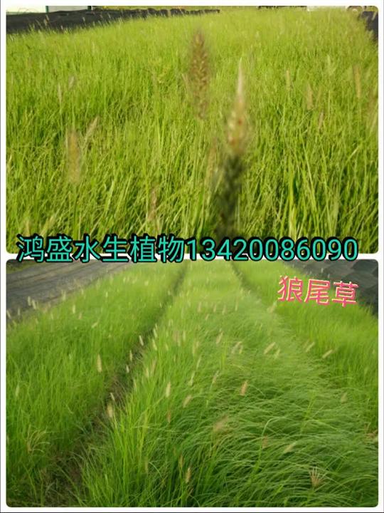 狗尾草 中山狗尾草種植基地 中山狗尾草供貨商 中山狗尾草批發(fā) 中山狗尾草價格