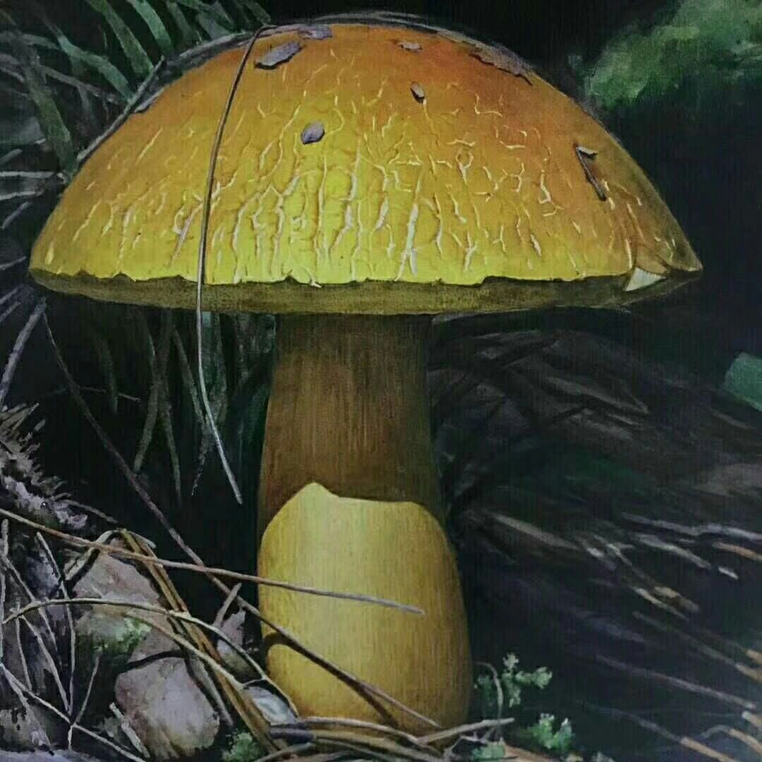 云南*菌之云南牛肝菌 云南美味牛肝菌