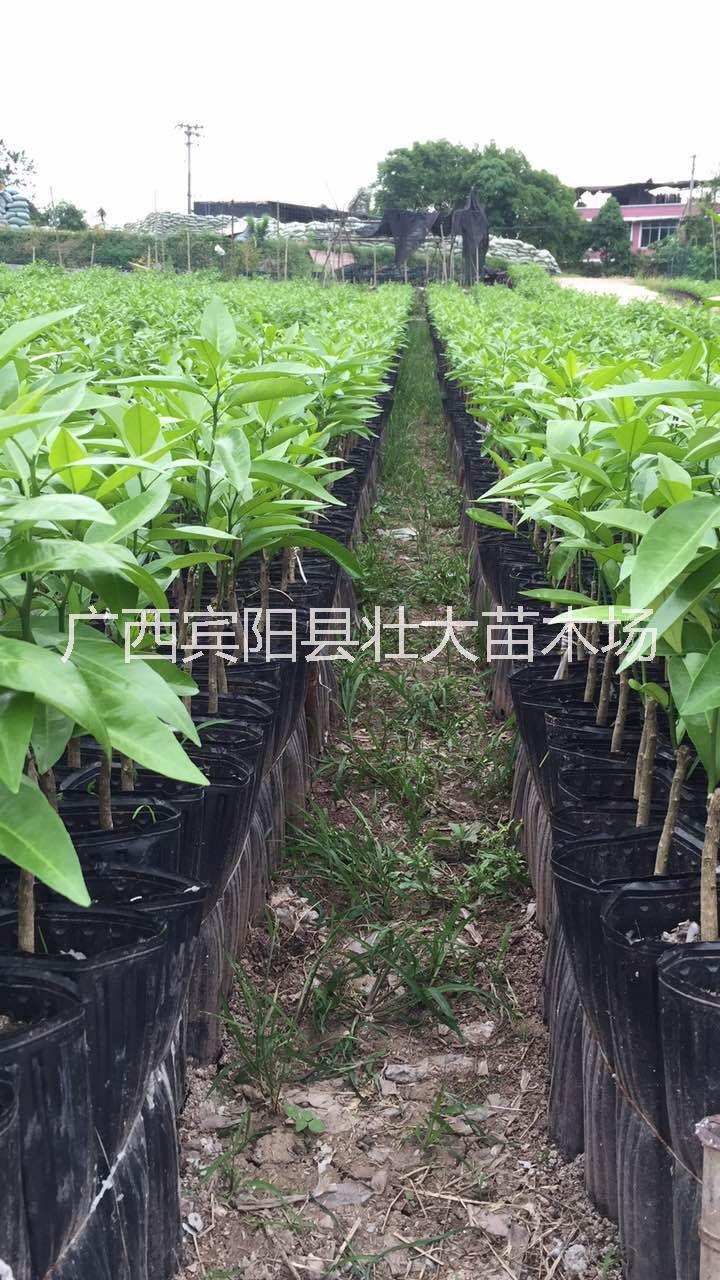 沃柑苗 廣西優(yōu)質(zhì)沃柑苗批發(fā)價 廣西純正沃柑苗培育基地