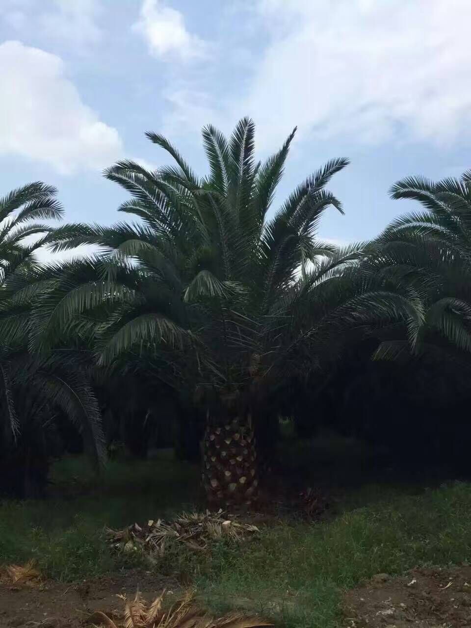 福建加拿利海棗_加拿利海棗供應(yīng)商_加拿利海棗批發(fā)