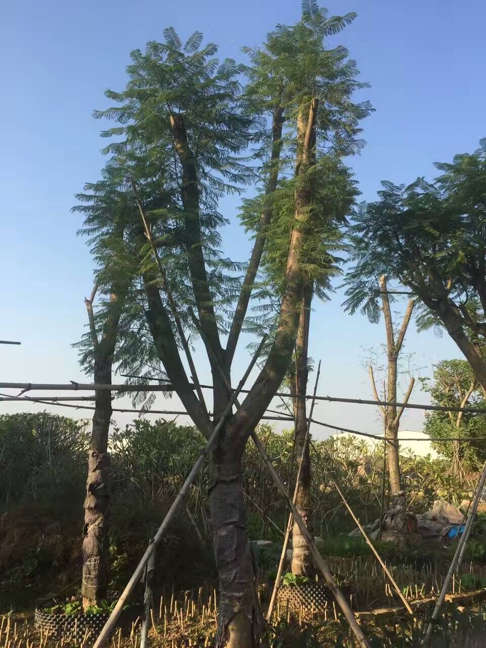 福建藍(lán)花楹/藍(lán)花楹供應(yīng)商/福建藍(lán)花楹批發(fā)