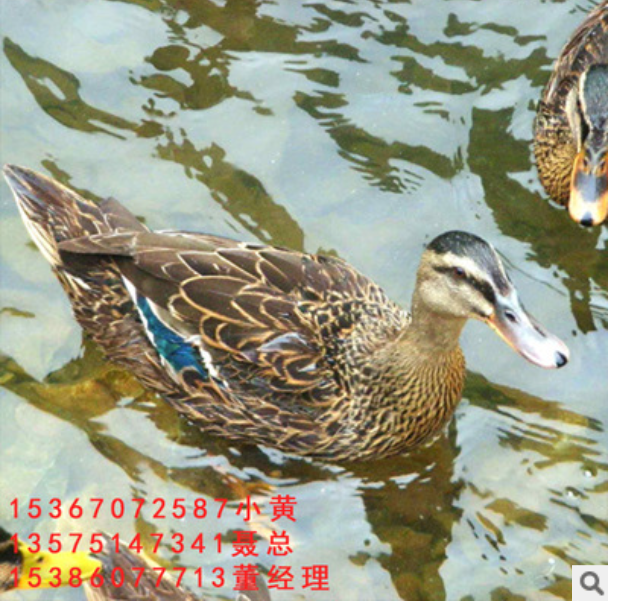 湖南土鴨苗廠家 天津土鴨苗批發(fā) 江蘇土鴨苗報(bào)價(jià) 山東土鴨苗廠家*