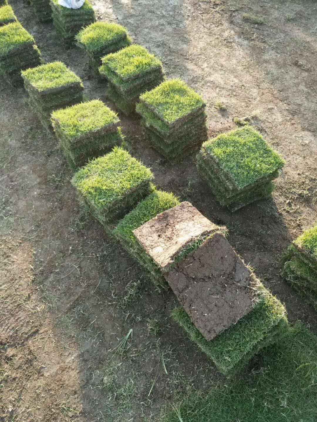 供應(yīng)馬尼拉草皮銷售 銷售馬尼拉草皮，馬尼拉批發(fā)電話，馬尼拉哪家好？