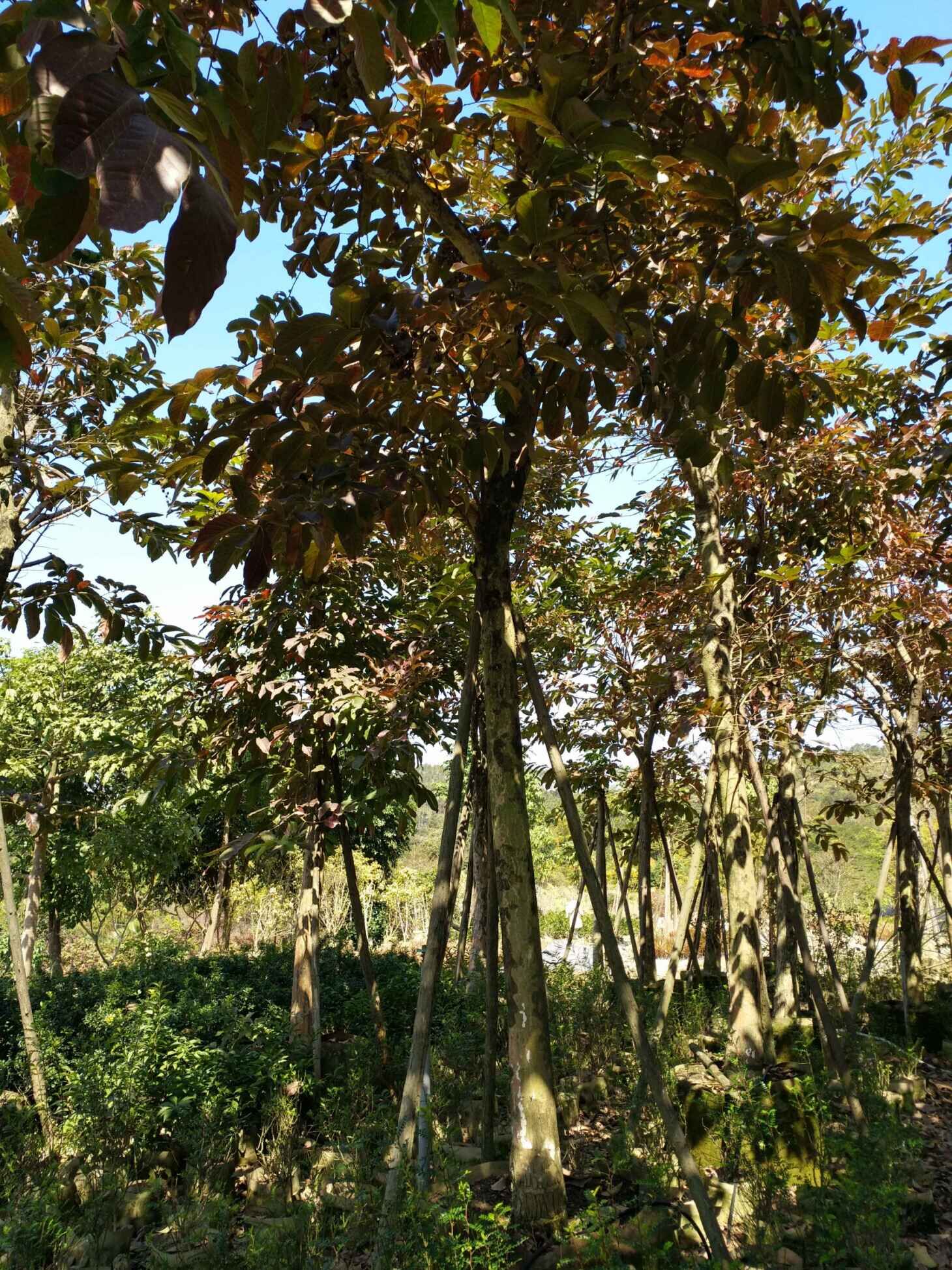 大花紫薇供應(yīng)_建大花紫薇供應(yīng)_福建陽大花紫薇供應(yīng)商_大花紫薇批發(fā)價格