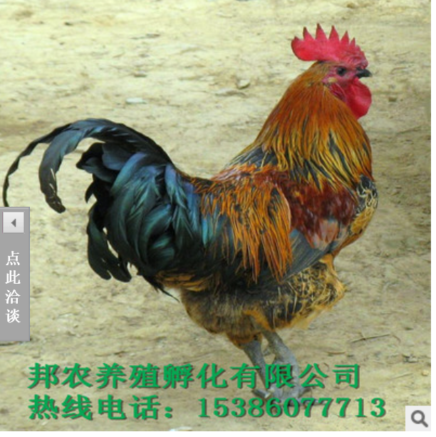 東莞三黃雞苗廠家直銷 海南三黃雞苗批發(fā) 重慶三黃雞苗報(bào)價(jià) 湛江三黃雞苗廠家