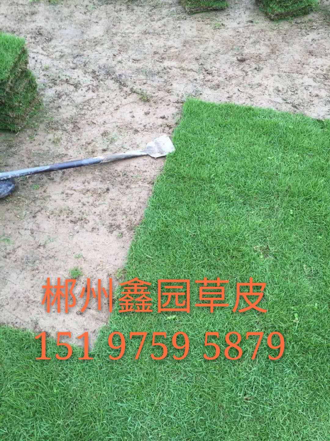 供應(yīng)馬尼拉草皮銷(xiāo)售