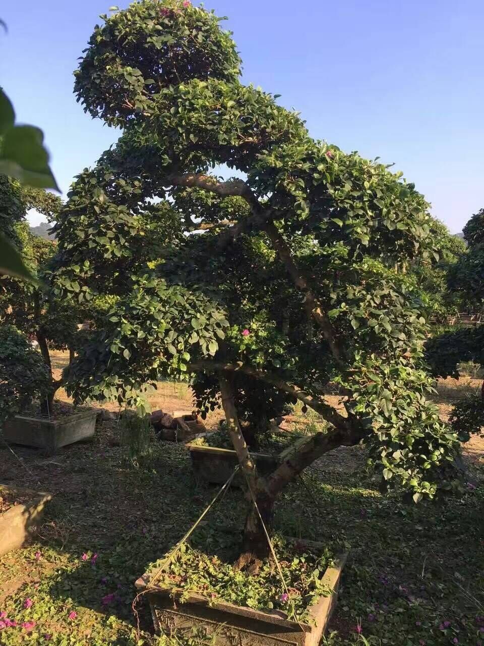 福建三角梅/三角梅價格/三角梅供應商