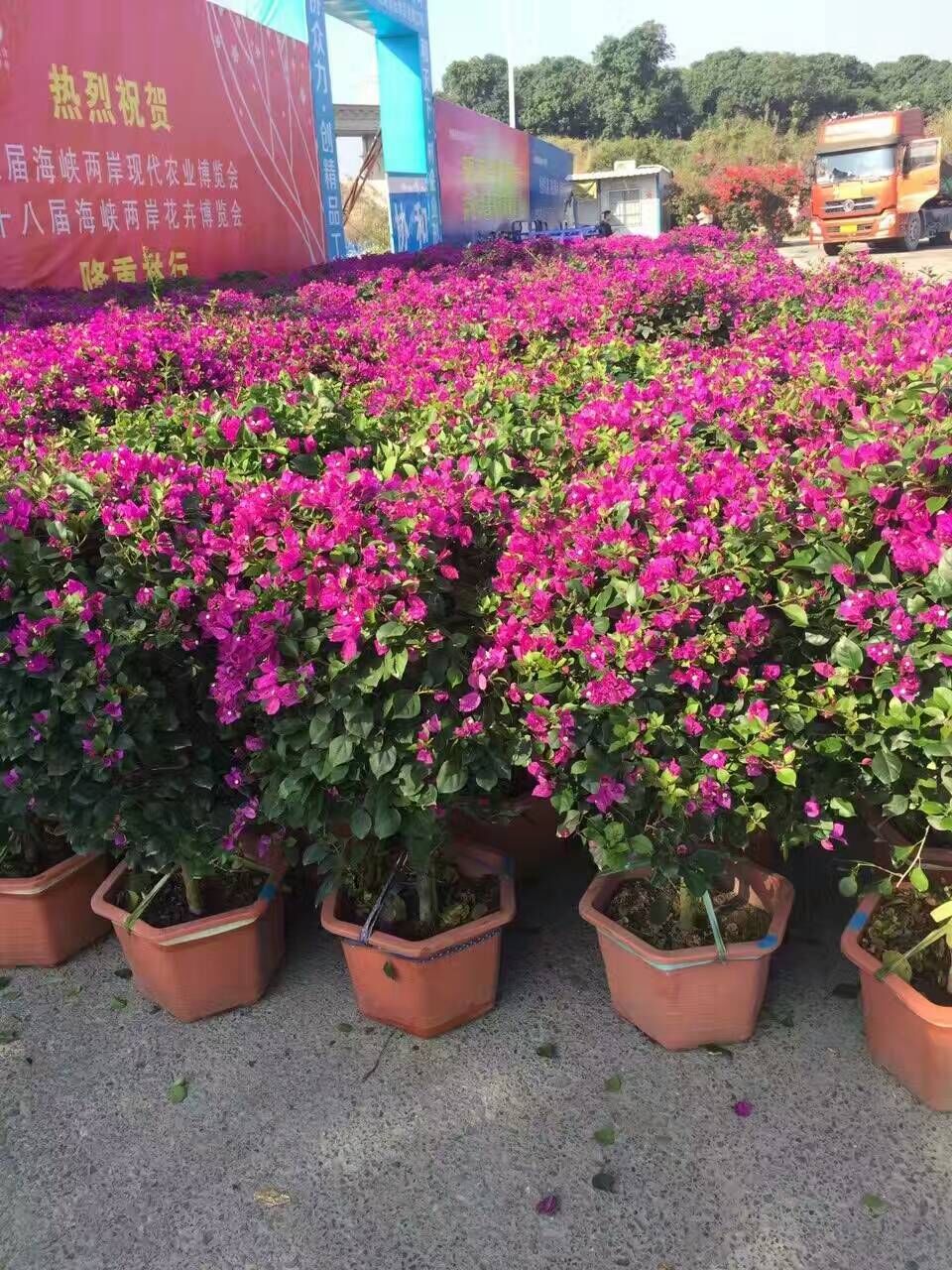 福建三角梅/三角梅價格/三角梅供應商