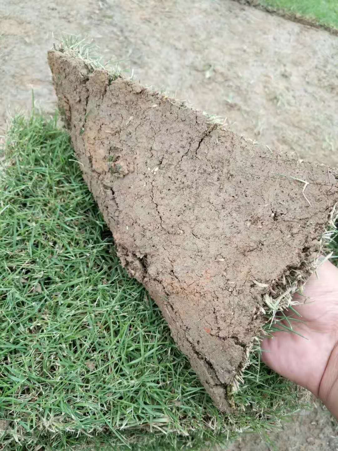 供應(yīng)草皮銷售 馬尼拉草皮銷售 銷售草皮 湖南草皮銷售