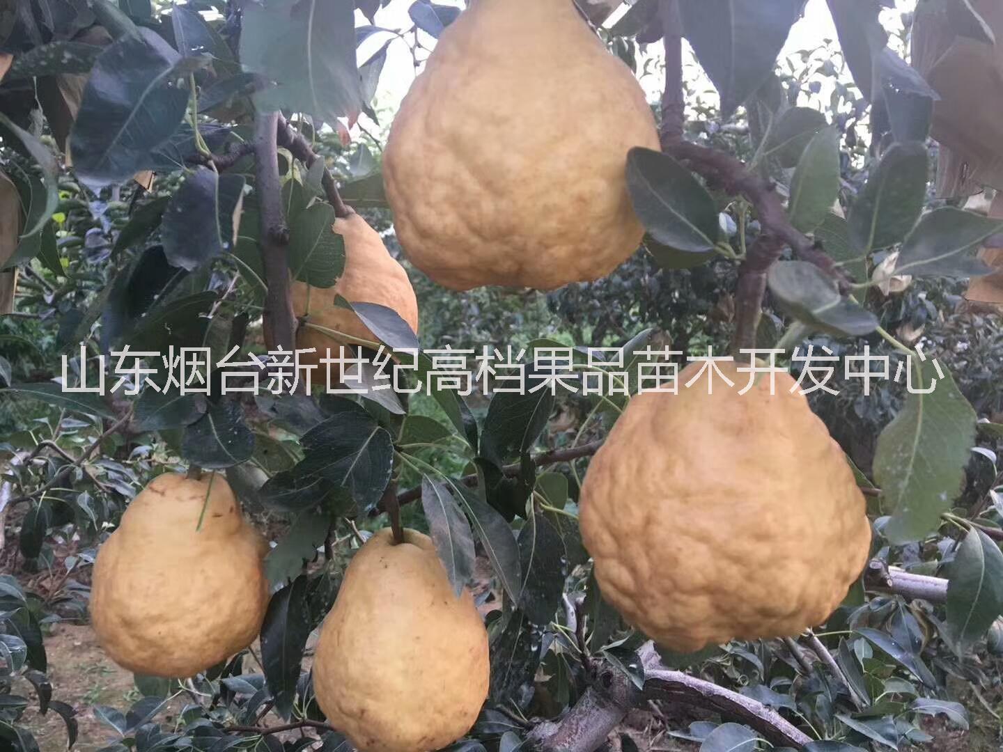 國內(nèi)最有潛力的晚熟梨新品種----中華丑梨 加州啤梨