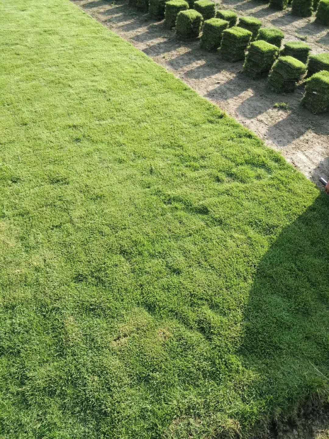 供應(yīng)馬尼拉草皮銷售 銷售馬尼拉草皮，馬尼拉批發(fā)電話，馬尼拉哪家好？