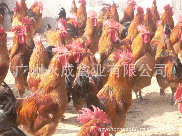 廣州*快大型麻雞苗 廣州*快大型麻雞苗批發(fā) 廣州*快大型麻雞苗價(jià)格 廣州*快大型麻雞苗養(yǎng)殖