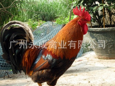 廣州*快大型麻雞苗 廣州*快大型麻雞苗批發(fā) 廣州*快大型麻雞苗價(jià)格 廣州*快大型麻雞苗養(yǎng)殖
