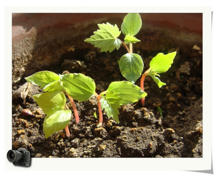 欽州火龍果苗批發(fā)·廣西火龍果苗·火龍果苗基地出售