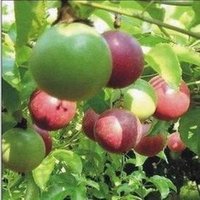 靈山冰糖桔苗  靈山冰糖桔苗基地  靈山冰糖桔苗廠家 靈山三華李苗廠家