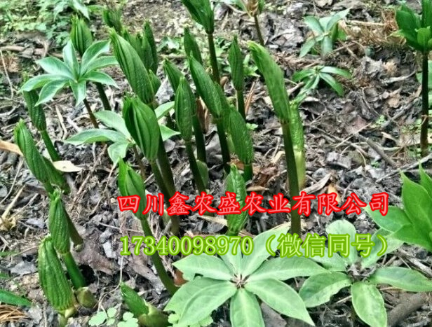 四川重樓種植基地，長期供應(yīng)重樓種子 重樓種苗 重樓種塊莖
