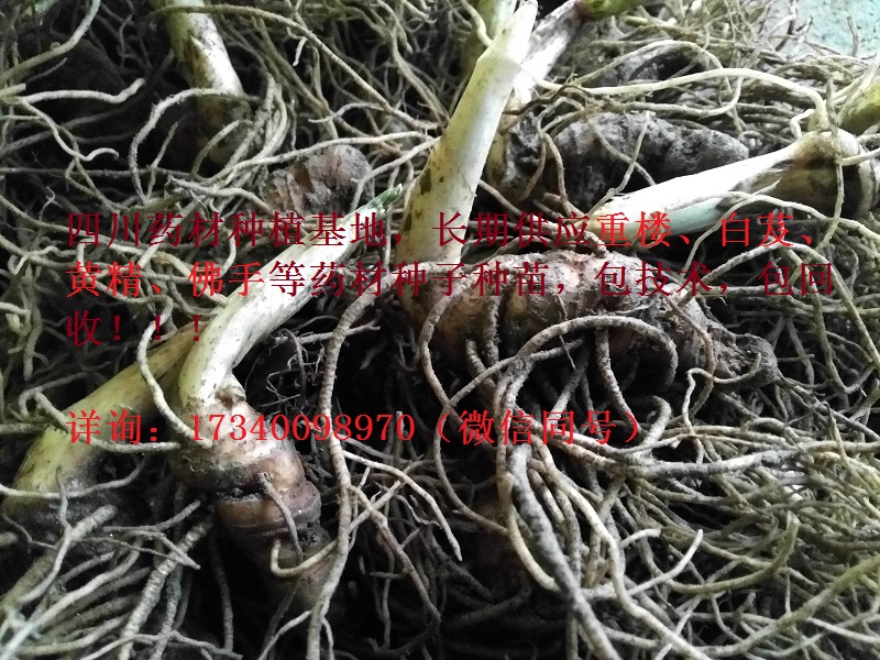 四川重樓種植基地，長期供應(yīng)重樓種子 重樓種苗 重樓種塊莖