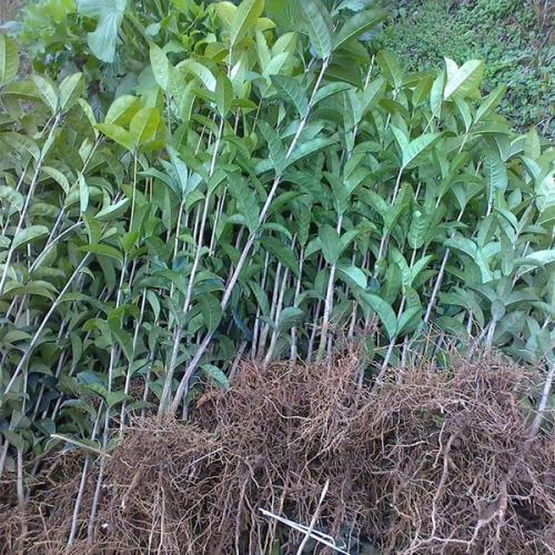 湖南桂花種植基地|湖南桂花批發(fā)價(jià)格|湖南桂花小苗批發(fā)|湖南桂花*基地