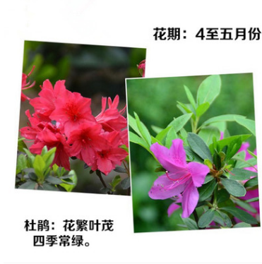 基地直銷杜鵑樹苗 杜鵑苗木 樹苗四季常青庭院綠化苗木 供應(yīng)杜鵑樹苗批發(fā)