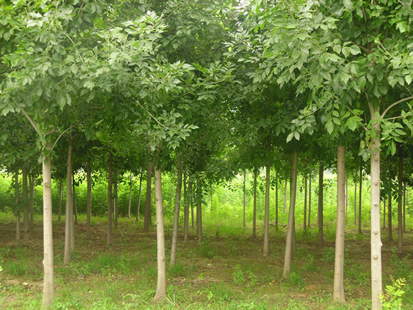 白蠟?zāi)募液? 白蠟 白蠟報(bào)價(jià) 白蠟苗批發(fā)