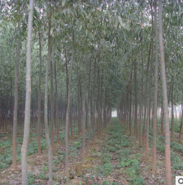 基地直銷竹柳樹苗 竹柳苗木供應(yīng)商 竹柳樹苗批發(fā)價格