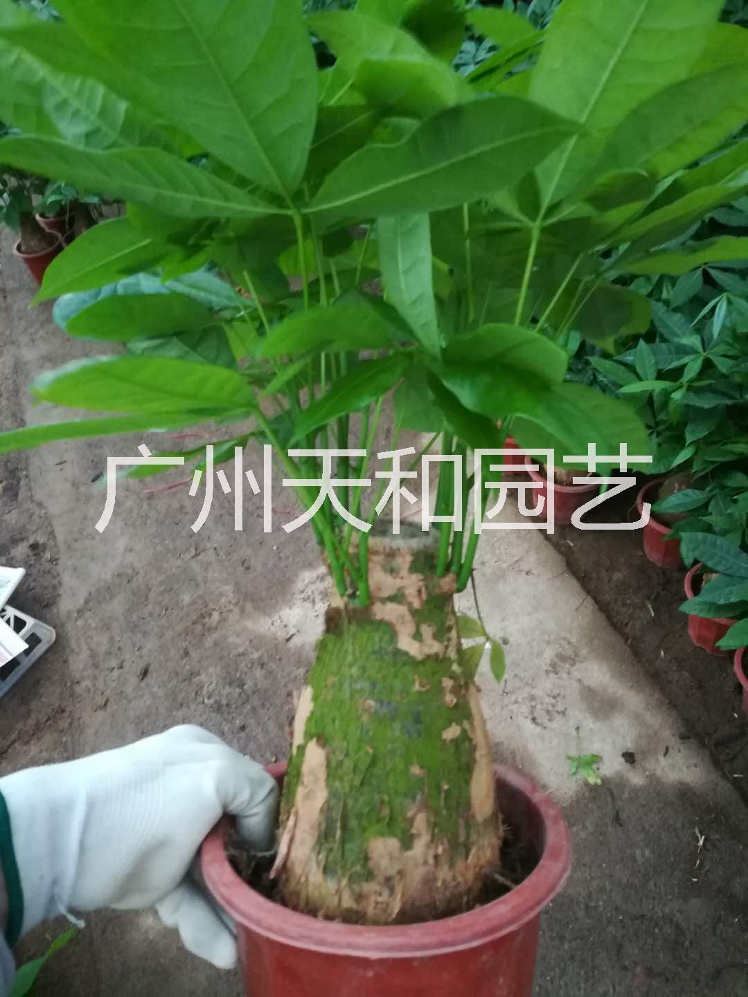 發(fā)財樹盆栽 室內綠植盆栽 直桿發(fā)財樹 廣州發(fā)財樹基地批發(fā)