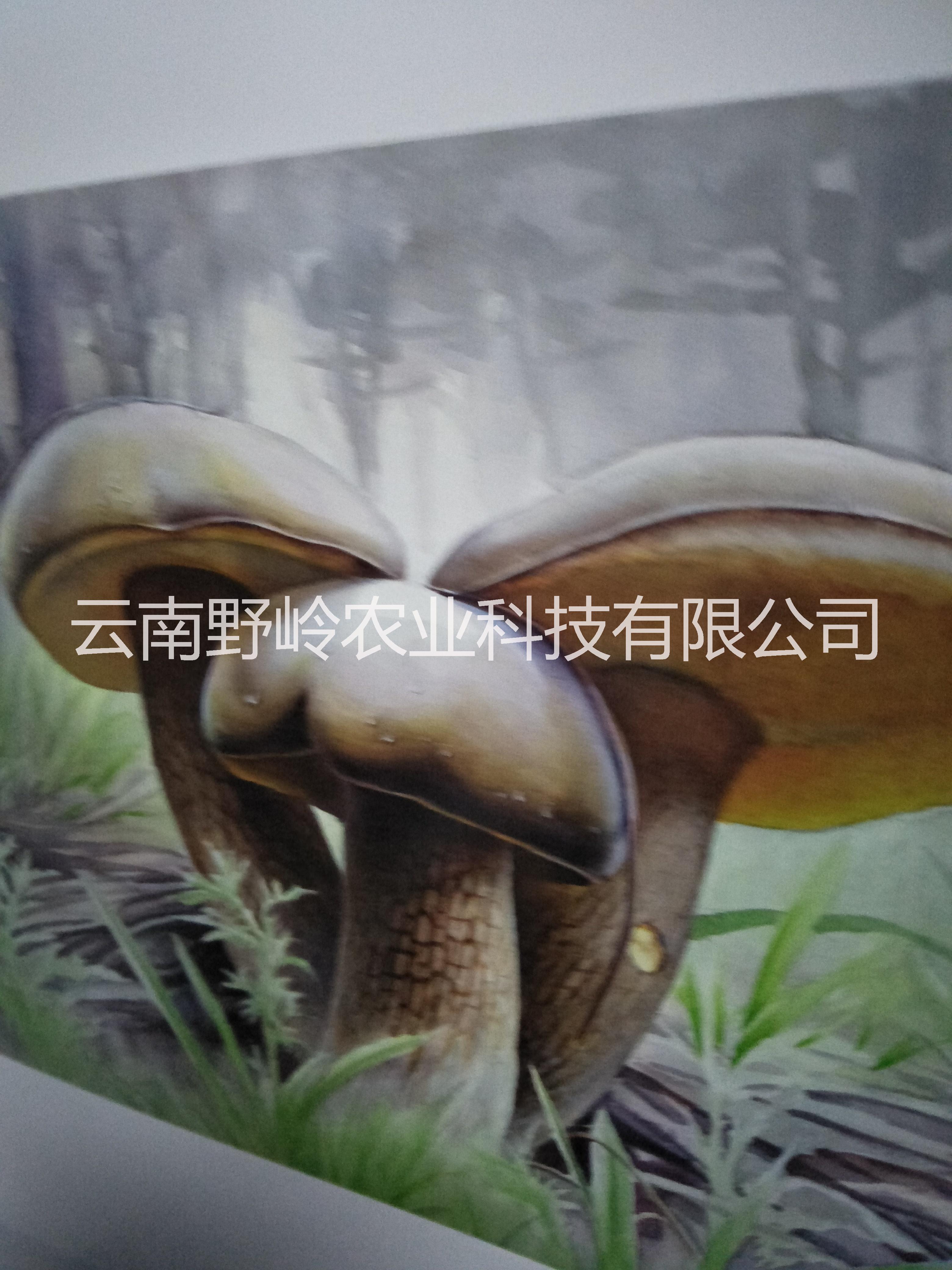 云南*菌之云南牛肝菌 云南美味牛肝菌