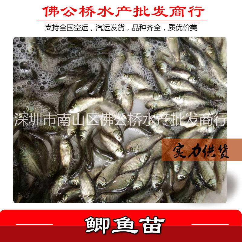 產(chǎn)地直銷 鯽魚苗 雜交鯽魚 中科三號鯽魚苗 活體養(yǎng)殖 淡水種苗 湘云鯽 工程鯽