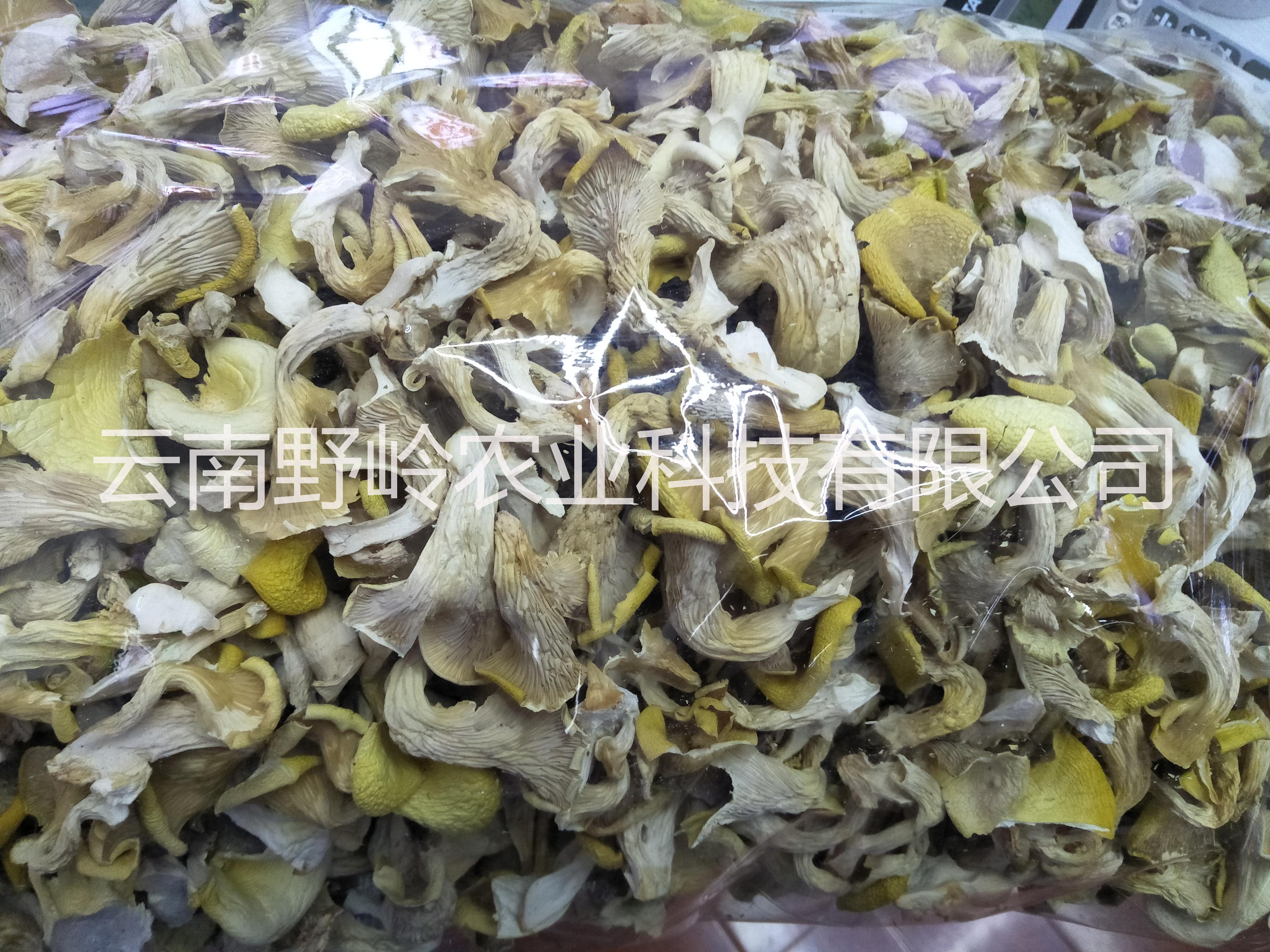 云南特色產(chǎn)品雞油菌黃絲菌、蛋黃菌