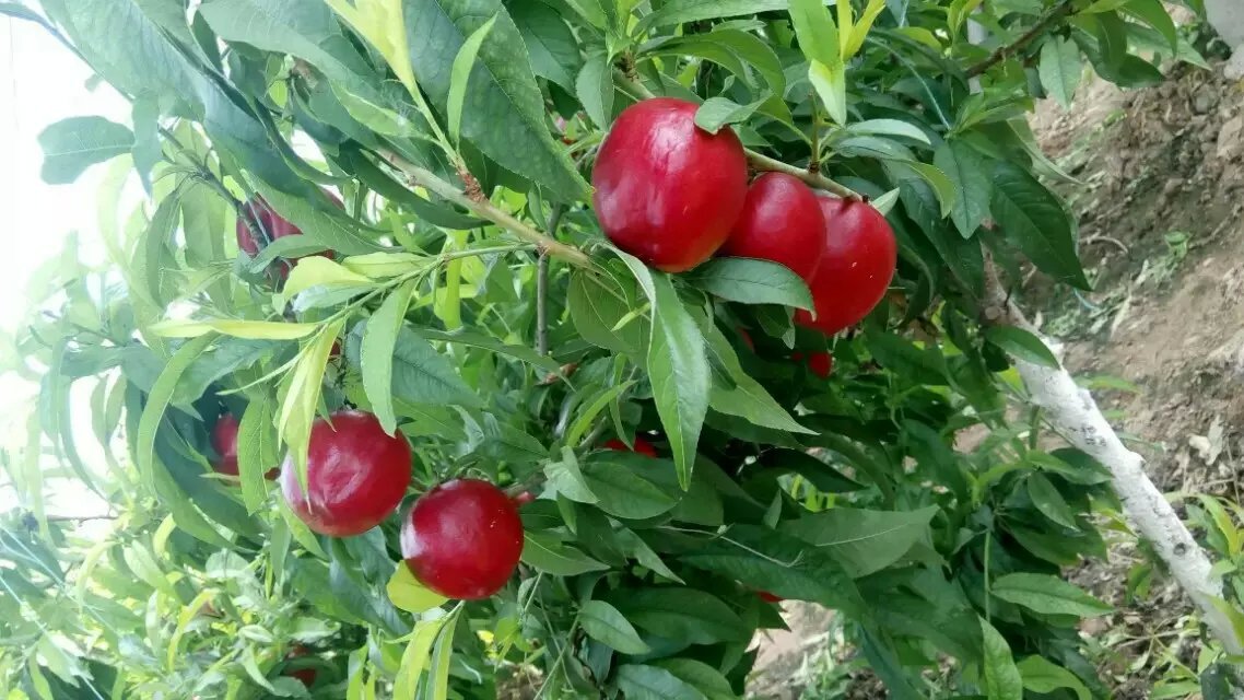 康大壯稀土活力素增甜上色提質(zhì)增產(chǎn)提早上市果樹葉面肥