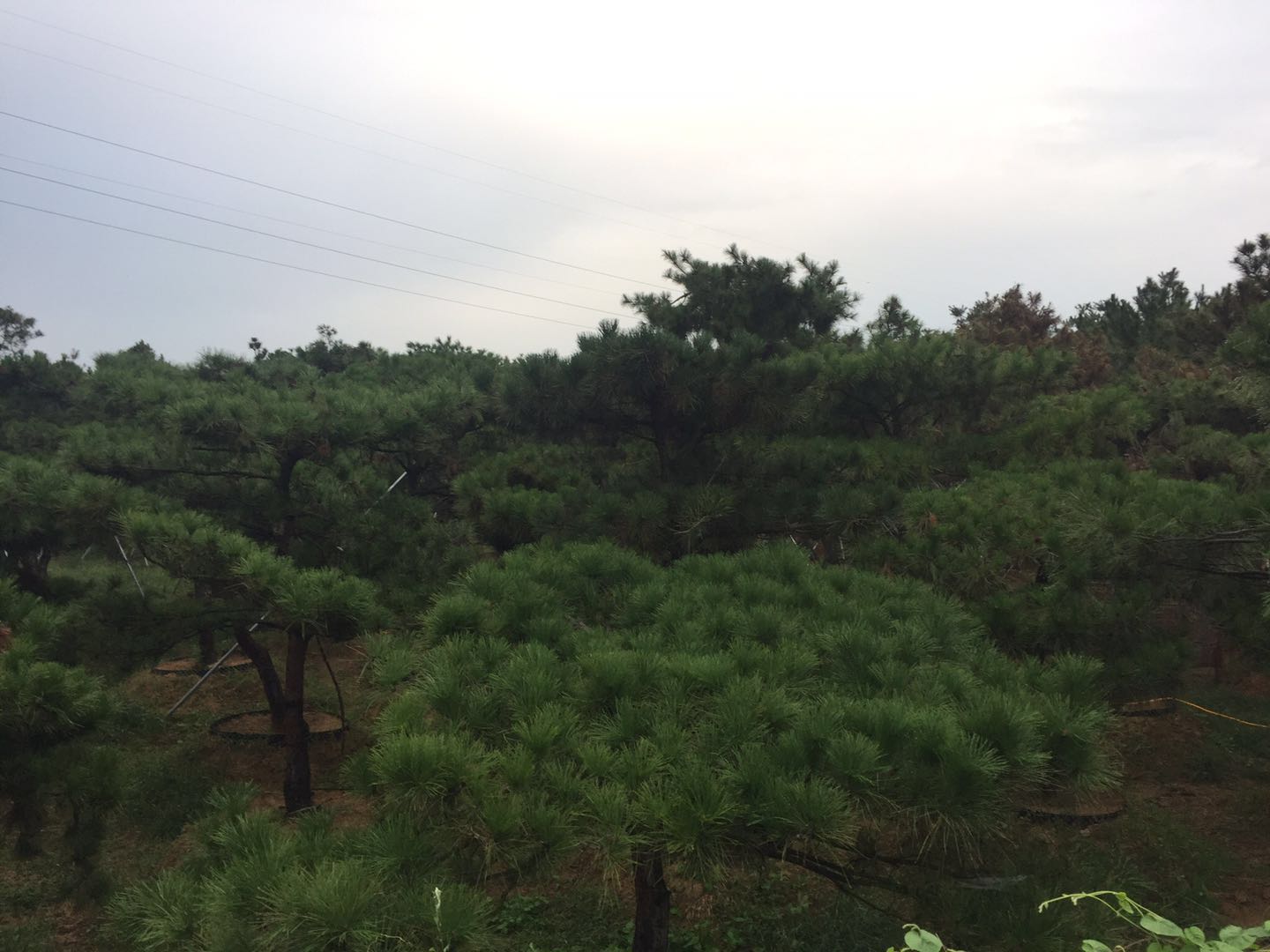 山東景觀松 日照景觀松種植基地 景觀松批發(fā)價(jià)格  哪種景觀松比較好 山東日照景觀松 日照景觀松價(jià)格