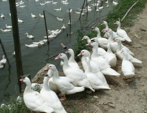 供應(yīng)鴨苗孵化場(chǎng)出售騾鴨苗 鴨苗孵化場(chǎng)出售騾鴨苗/脫溫騾鴨苗