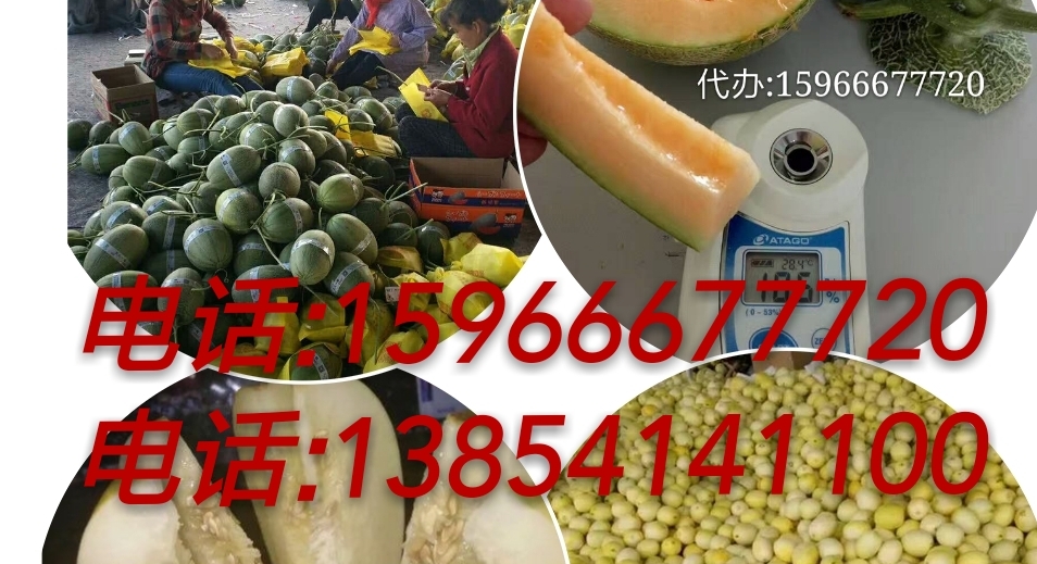 景甜五號(hào)產(chǎn)地供應(yīng)，甜瓜景甜五號(hào)