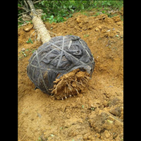 廣西桂花樹苗批發(fā)，30公分桂花樹苗多少錢，桂花樹怎么種養(yǎng)？