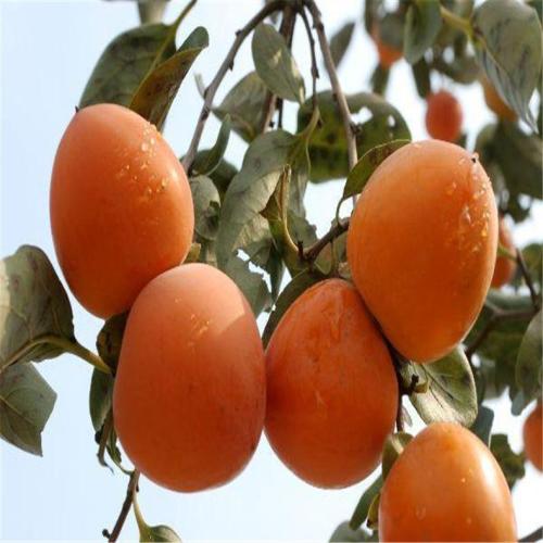 陽豐甜柿苗 廣西陽豐甜柿苗 桂林陽豐甜柿苗 陽豐甜柿苗報價批發(fā)