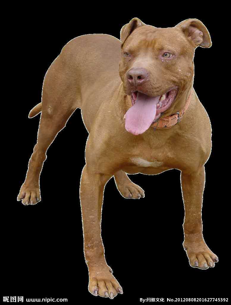 貴定比特犬 貴州貴定比特犬批發(fā) 貴定比特犬零售 貴州貴定比特犬價格 貴定優(yōu)質(zhì)比特犬