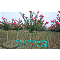 秋楓苗 秋楓苗基地 秋楓苗批發(fā) 廣西秋楓苗價格