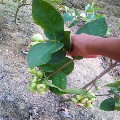 蓮霧苗  廣東蓮霧苗 博羅縣蓮霧苗批發(fā) 惠州蓮霧苗價格 廣東蓮霧苗廠家