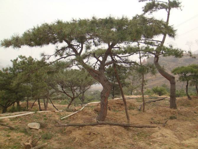 供應(yīng)松盆景小樹(shù)苗 松盆景小樹(shù)苗報(bào)價(jià) 松盆景小樹(shù)苗供應(yīng)商 松盆景小樹(shù)苗批發(fā)