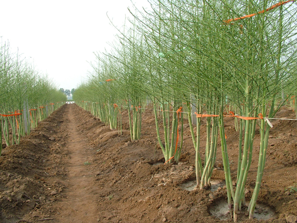 加州綠冠F1-高產(chǎn)蘆筍種子