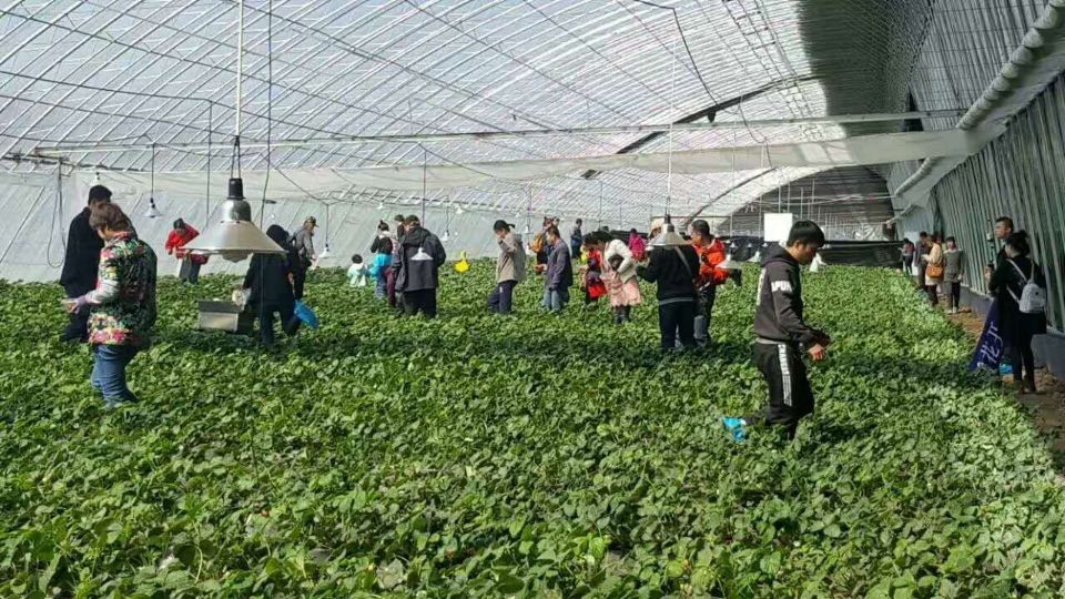 溫室大棚設(shè)計(jì)圖紙，六年才更換一次棚膜、造價(jià)低、抗風(fēng)強(qiáng)、跨度大，保溫好，適合種植蔬菜、瓜果、蘑菇