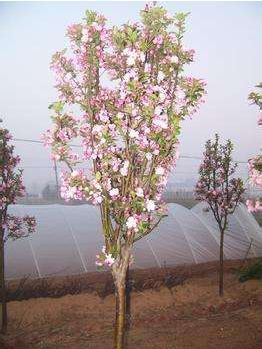 西府海棠 河北西府海棠 廊坊西府海棠 固安西府海棠 遼寧西府海棠 山東西府海棠 四川西府海棠 吉林西府海棠 河南西府海棠
