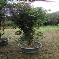 廣西嘉寶果苗批發(fā)，嘉寶果吃了有什么好處，嘉寶果長什么樣的？