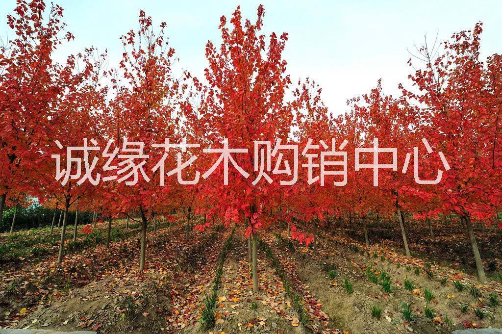 供應(yīng)美國紅楓 美國紅楓夕陽紅_美國紅楓1-10公分價目表