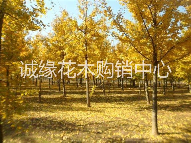 銀杏樹 買銀杏樹到誠(chéng)緣花木購(gòu)銷中心_銀杏樹樹形優(yōu)價(jià)格低